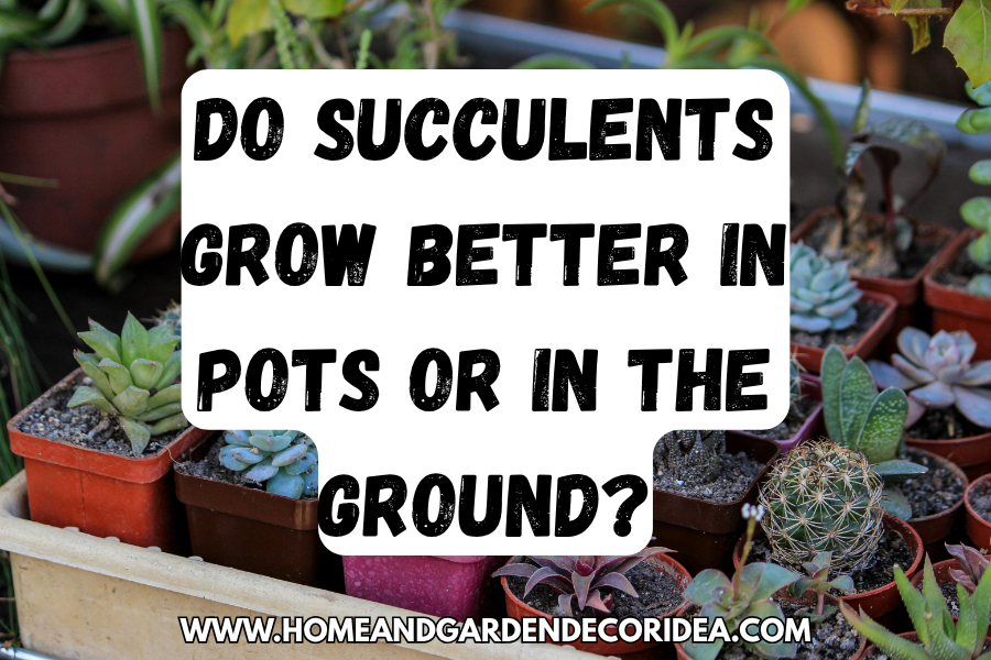 Do Succulents Grow Better In Pots Or In The Ground?