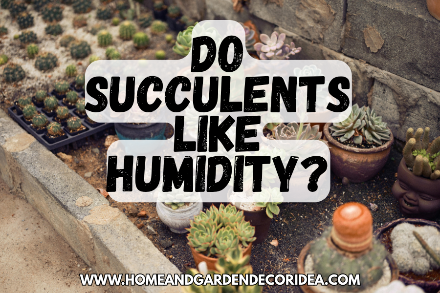 Do Succulents Like Humidity?