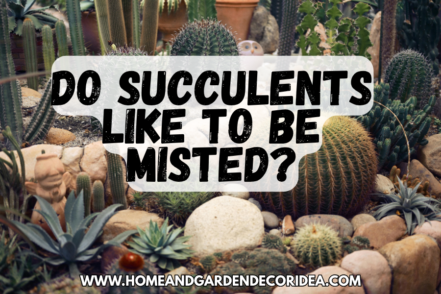 Do Succulents Like To Be Misted?