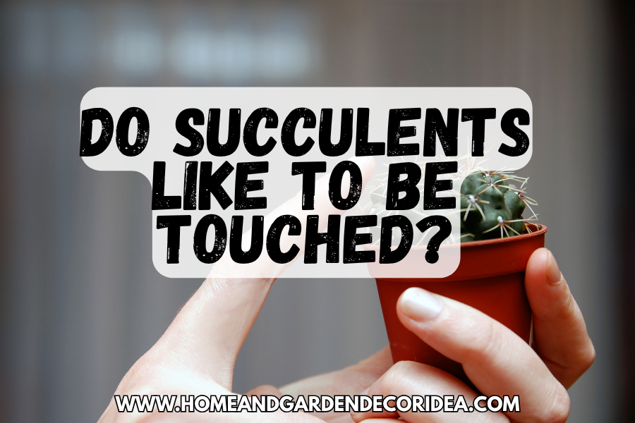 Do Succulents Like To Be Touched?