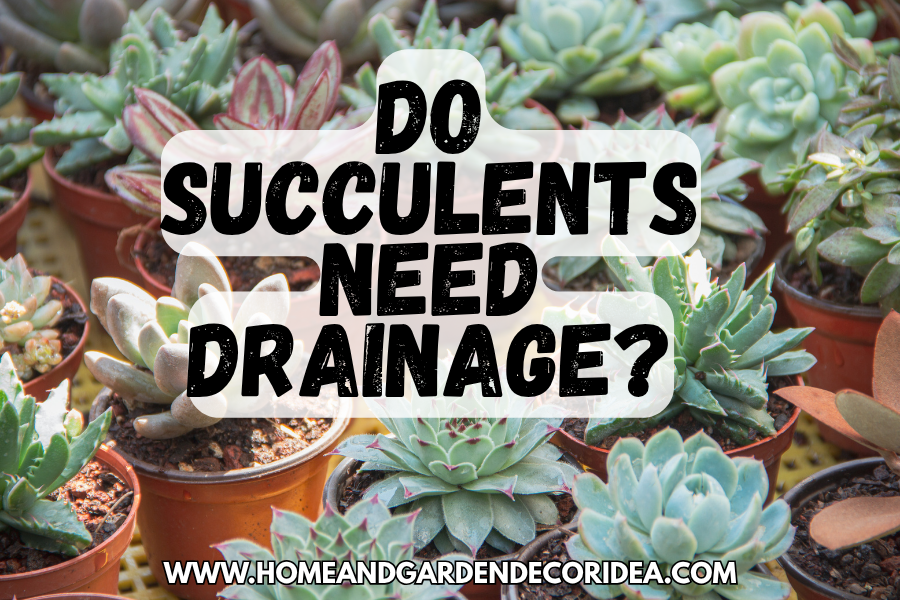 Do Succulents Need Drainage?