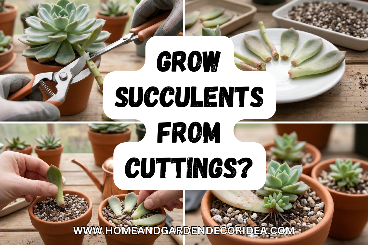 How To Grow Succulents From Cuttings?