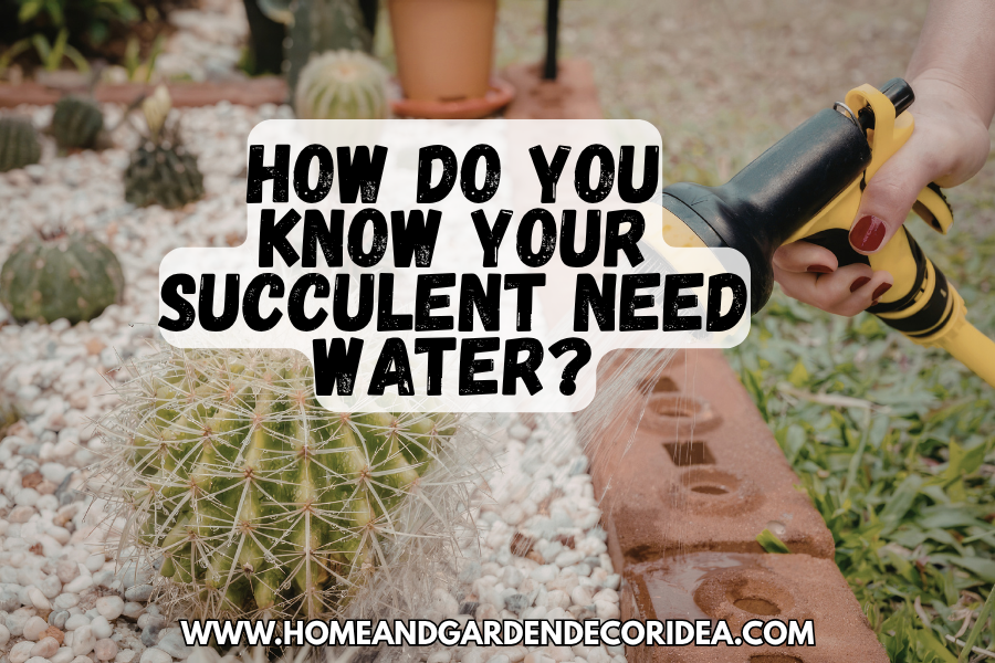 How Do You Know Your Succulent Need Water?
