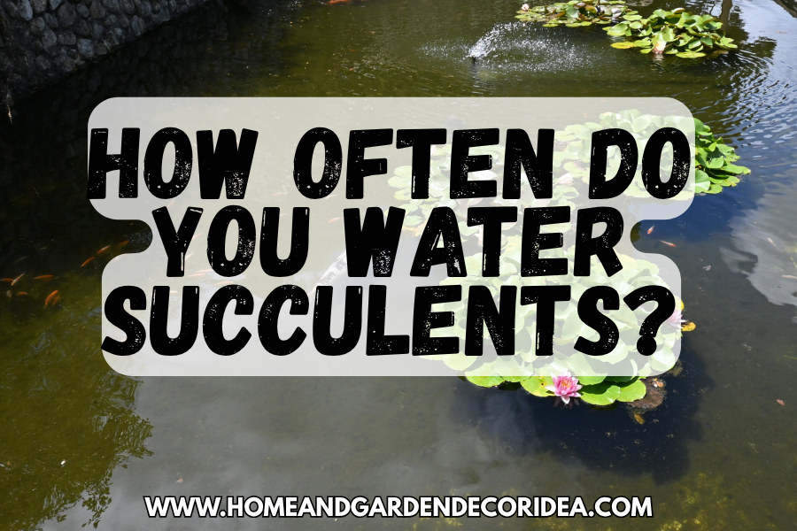 How Often Do You Water Succulents?