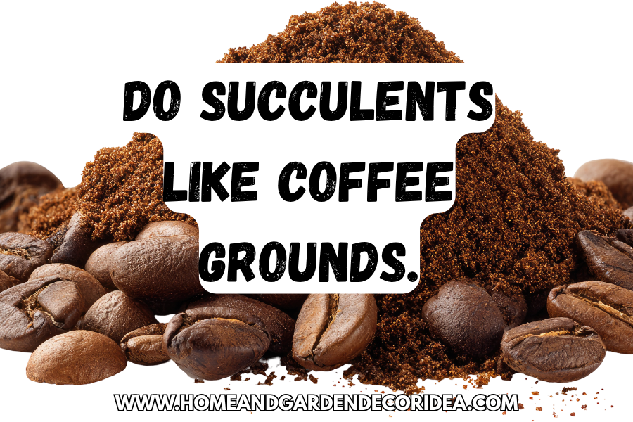 Do Succulents Like Coffee Grounds.