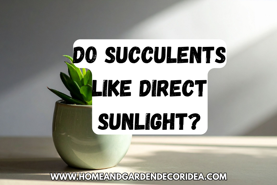 Do Succulents Like Direct Sunlight?