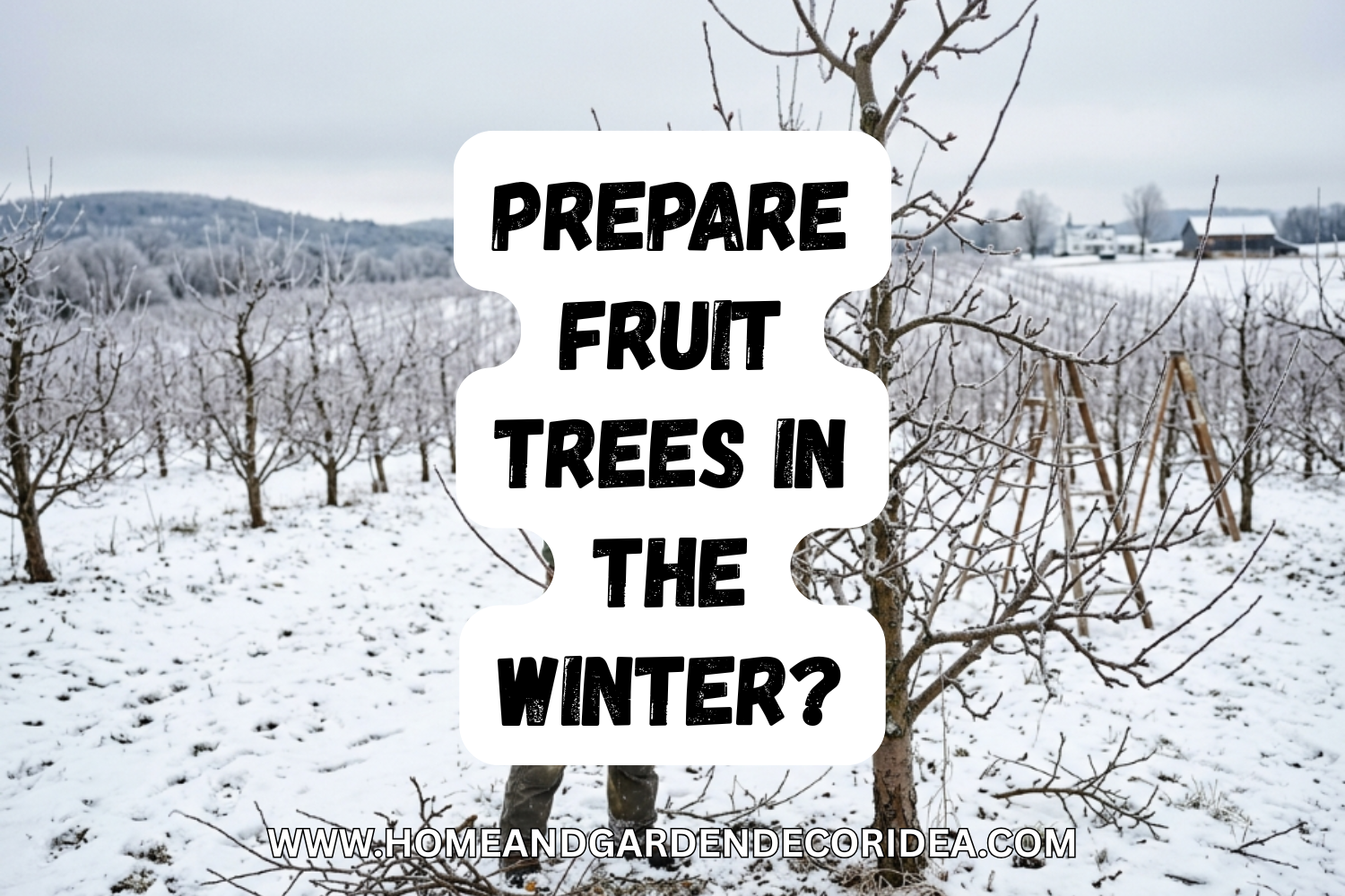 How To Prepare Fruit Trees In The Winter?