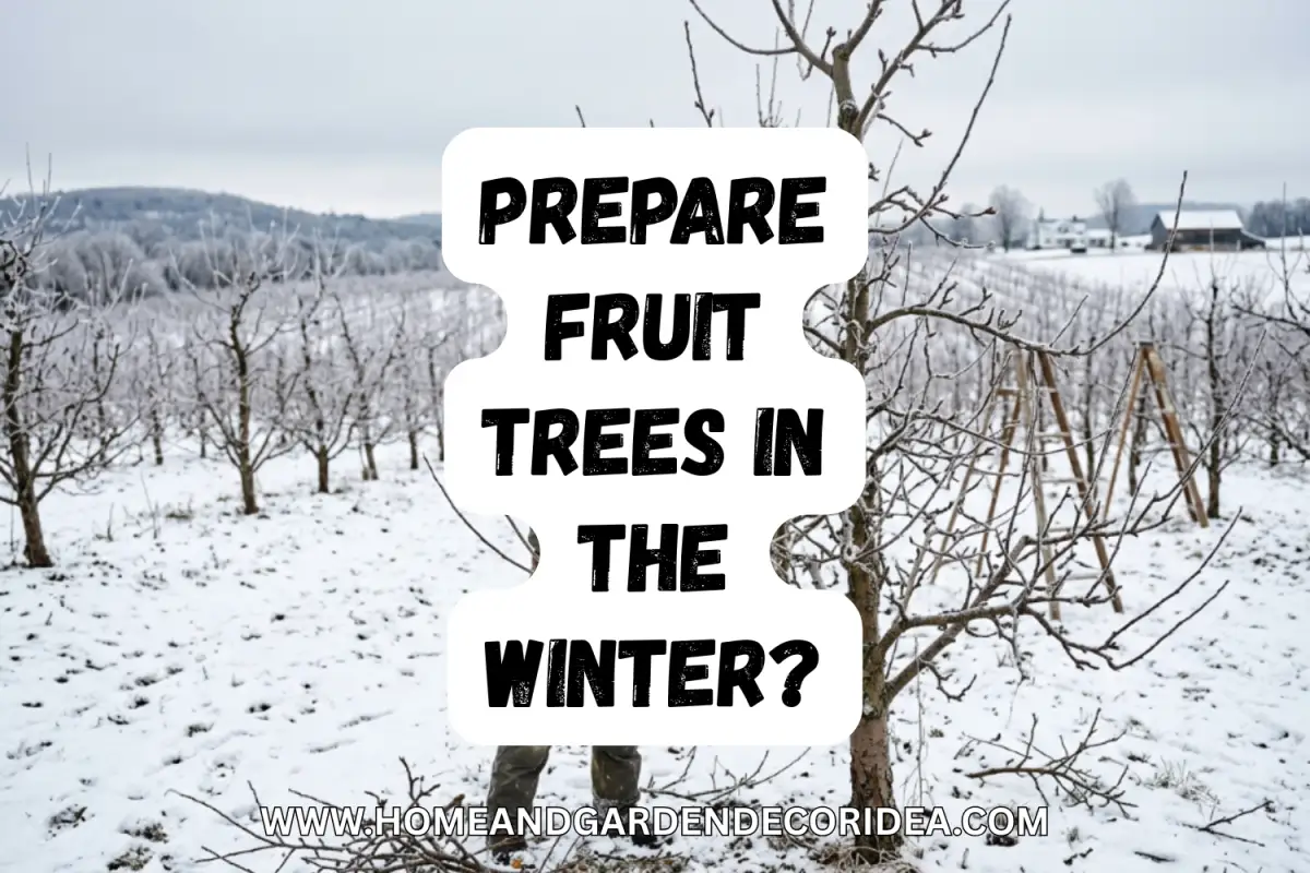 How To Prepare Fruit Trees In The Winter?