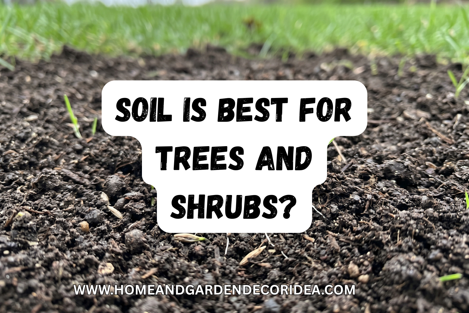 Which Soil Is Best For Grass Seed?