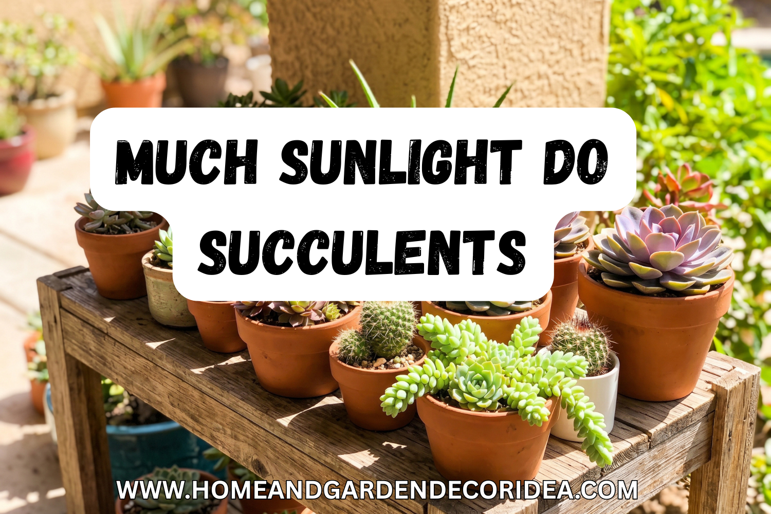 How Much Sunlight Do Succulents Need?