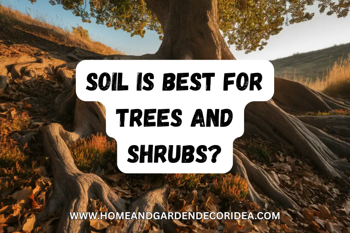 Which Soil Is Best For Trees and Shrubs?