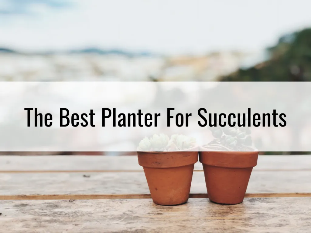 What Are The Best Planters For Succulents.