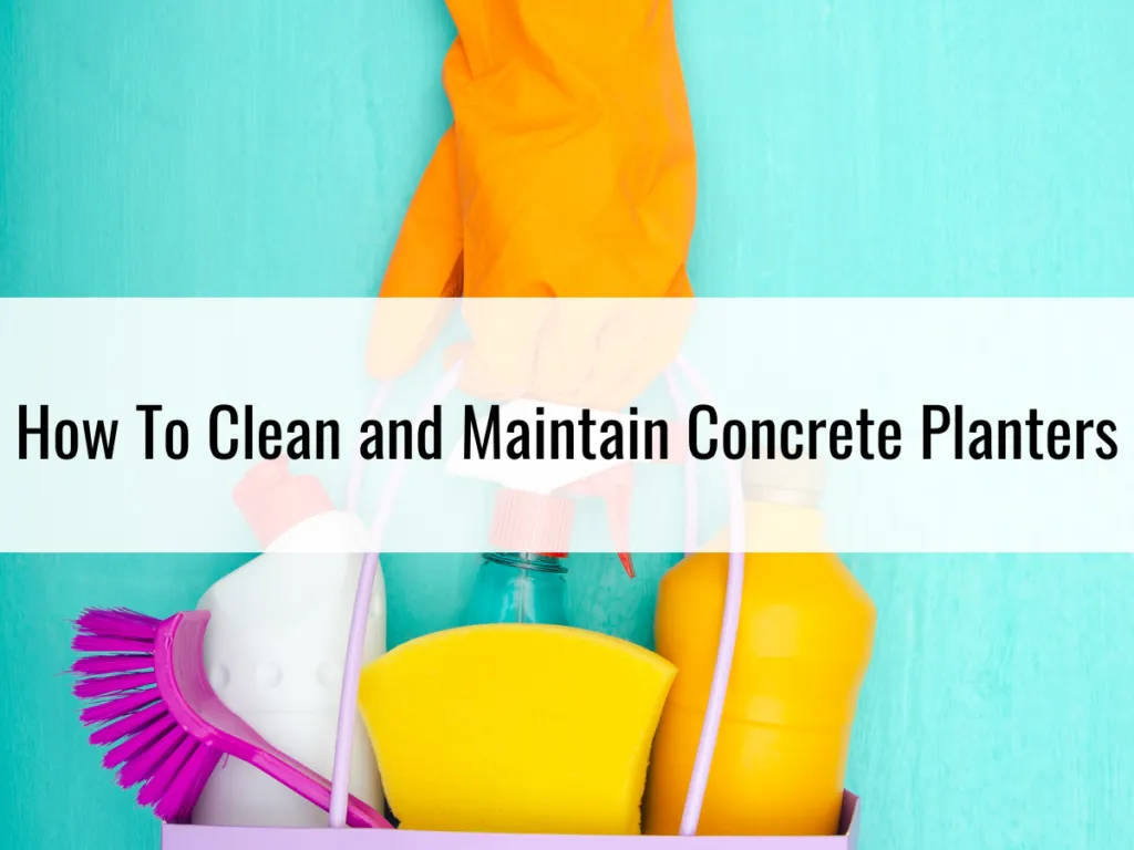 How To Clean and Maintain Concrete Planters