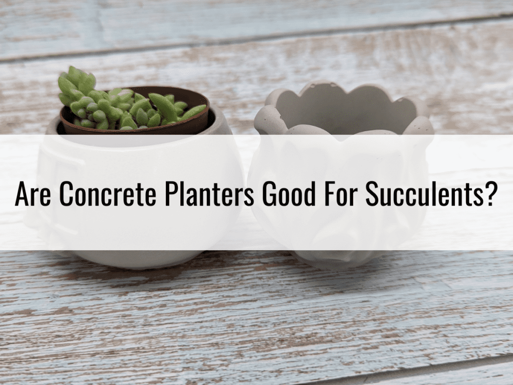 Are Concrete Planters Good For Succulents?