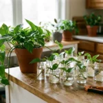 I Accidentally Turned One $6 Plant Into 12—And Here’s Exactly How You Can Too (For Free!)